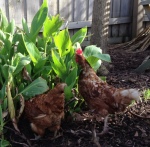 Betty & Wilma chickens